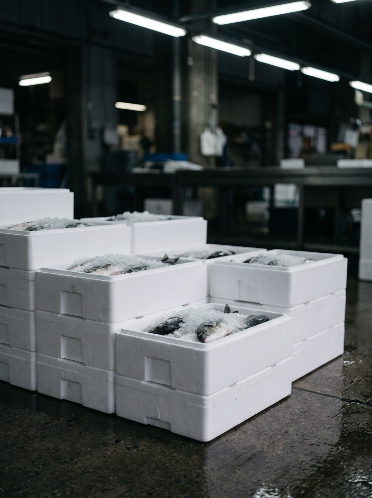 Polystyrene boxes of iced fish on a wet floor at dawn.