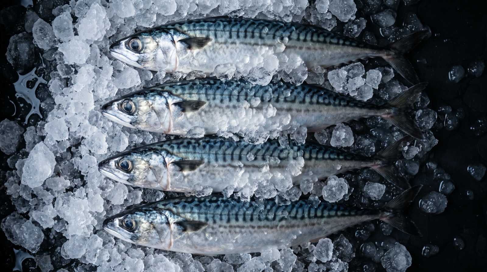 Whole mackerel laid out on crushed ice.